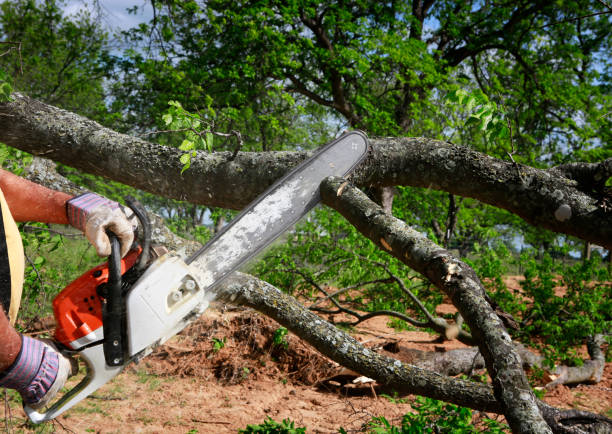 Trusted Lino Lakes, MN Tree Services Experts
